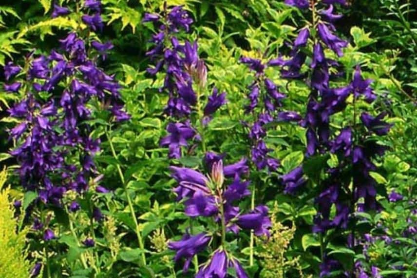 Les fleurs violet intense de la campanule latifolia var. macrantha