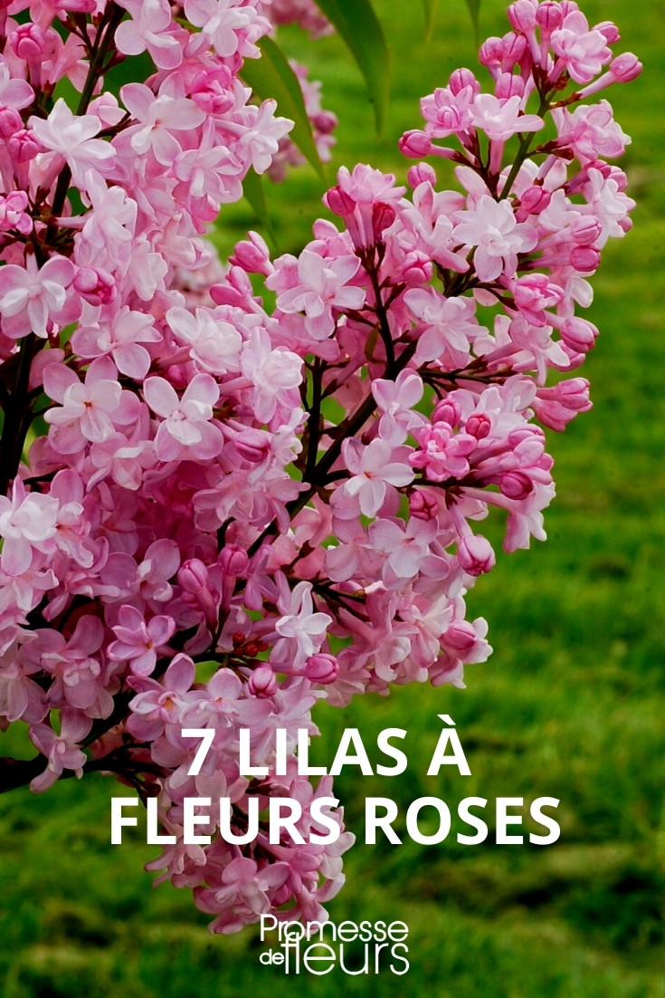7 lilas à fleurs roses à adopter au jardin ! - Promesse de Fleurs