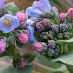 Mertensia maritima : semis, culture, récolte