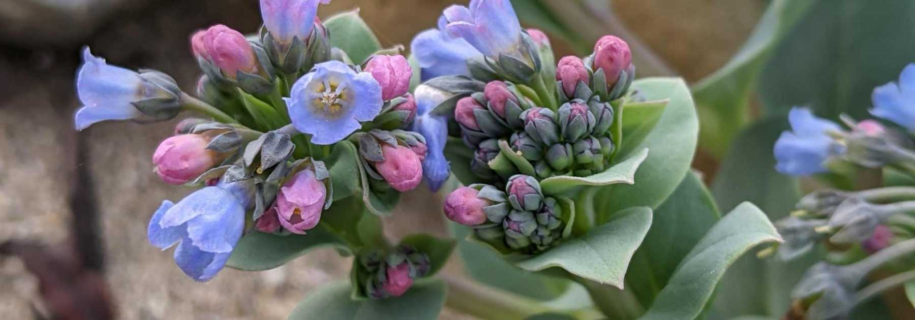 Mertensia maritima : semis, culture, récolte