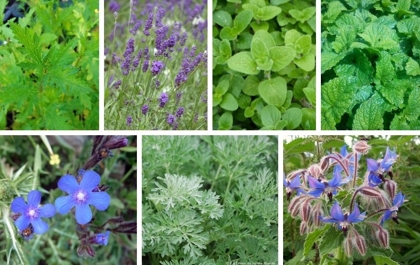 anchusa azurea