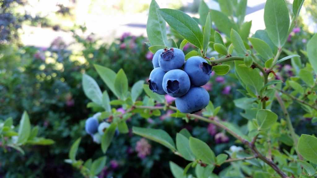 Kit mini potager Cultivea - Concombres cocktail, tomates Blueberry, mi –  Maison Fertile