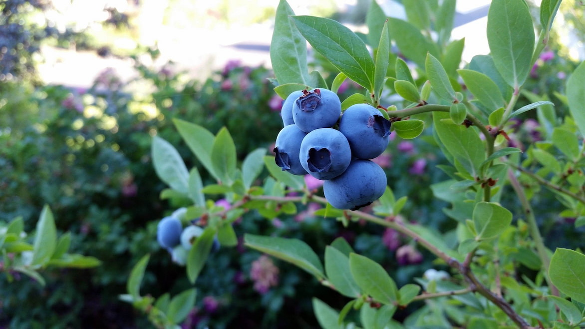 Les myrtilles, des fruits rouges à la saveur douce et légèrement