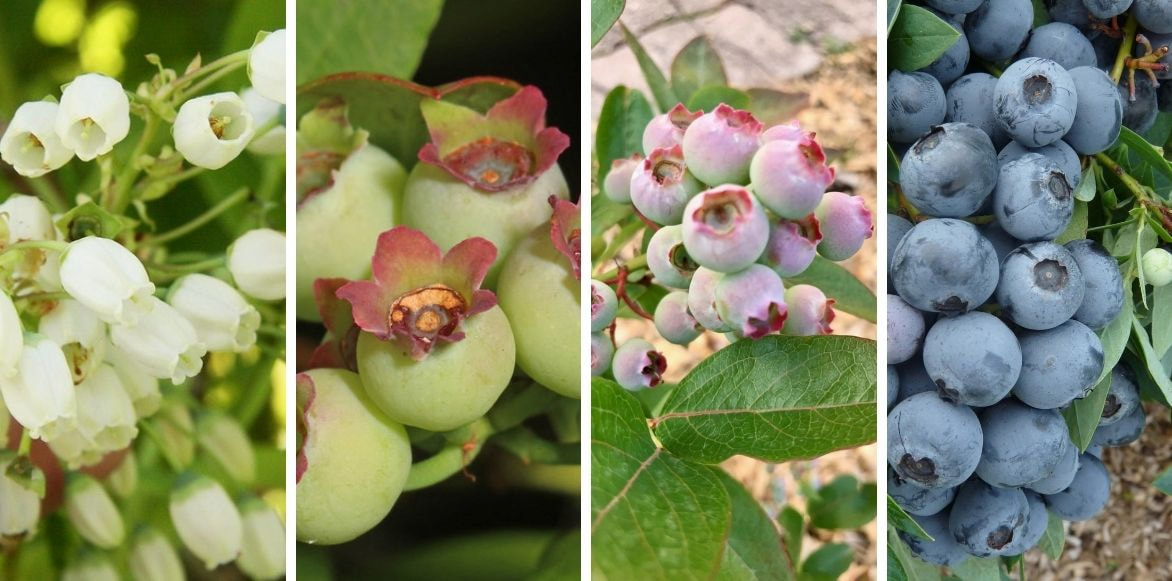 Vaccinium corymbosum