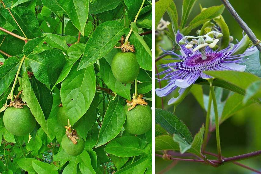 Passiflora incarnata