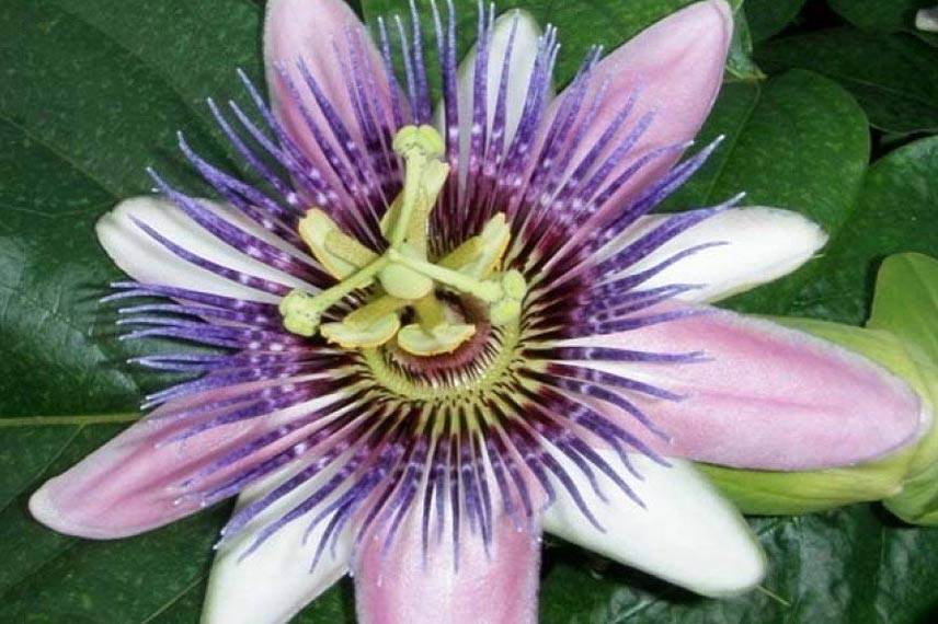 Passiflora ‘Perfume Passion’