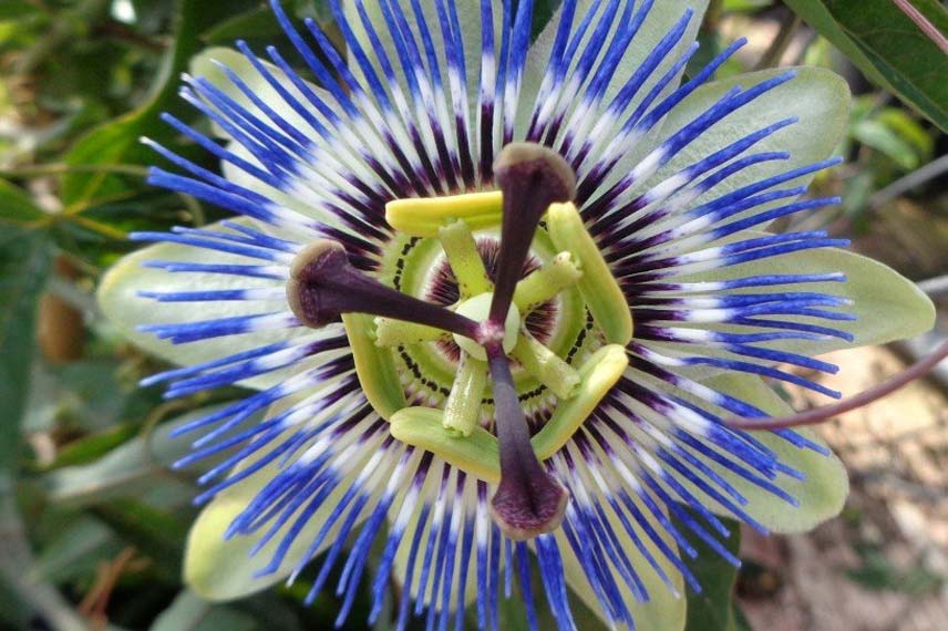 Passiflora caerulea