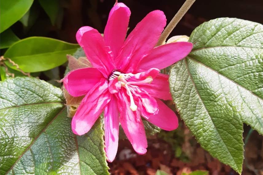 Passiflore insignis ‘Pink Passion’