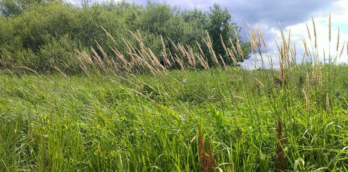 Phalaris, ruban de bergère, alpiste faux roseau