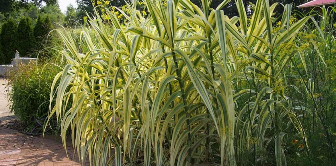 Phalaris, ruban de bergère, alpiste faux roseau