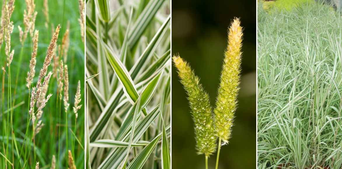 Phalaris, ruban de bergère, alpiste faux roseau