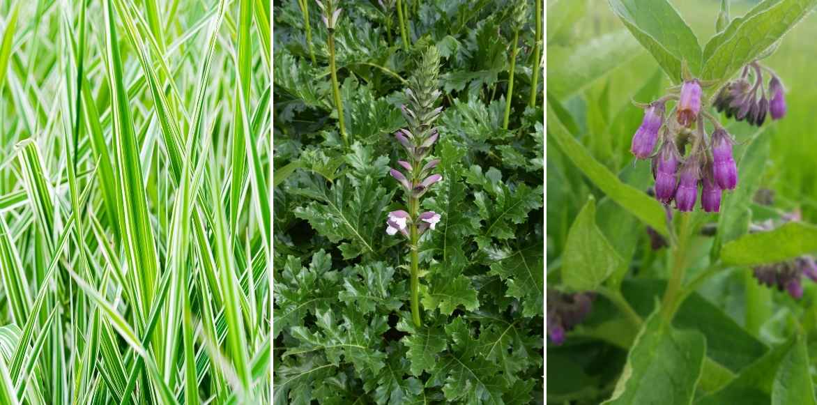 Phalaris, ruban de bergère, alpiste faux roseau