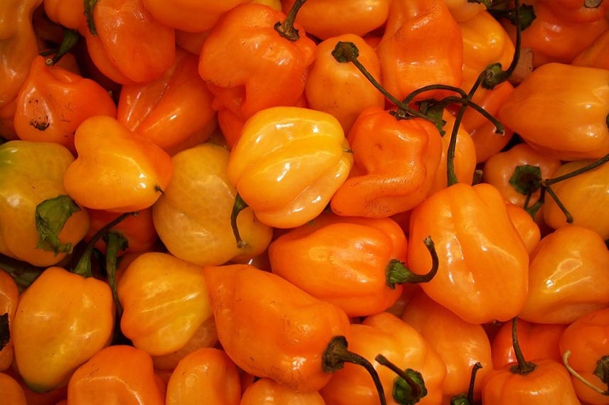 Piment Habanero