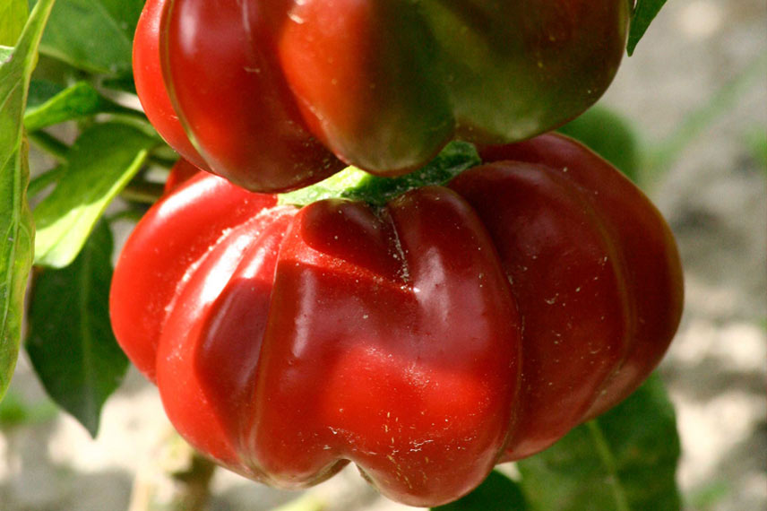 Piment tomate, © Ferme de Sainte-Marthe.