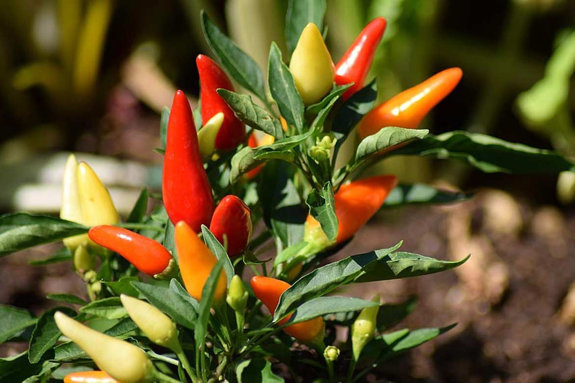 Piment : Capsicum Frutescens