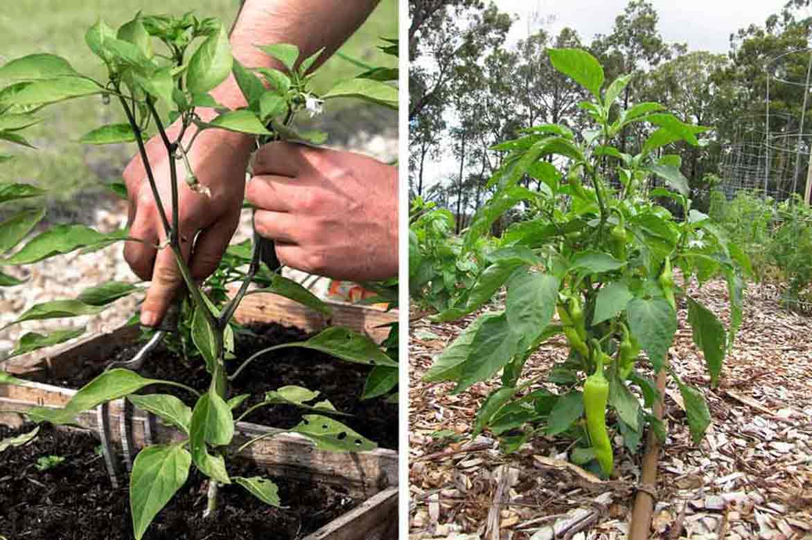 Plantation des poivrons et piments