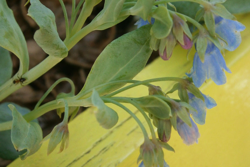 Mertensia maritima cultivée en contenant © Meneerke-bloem - Flickr