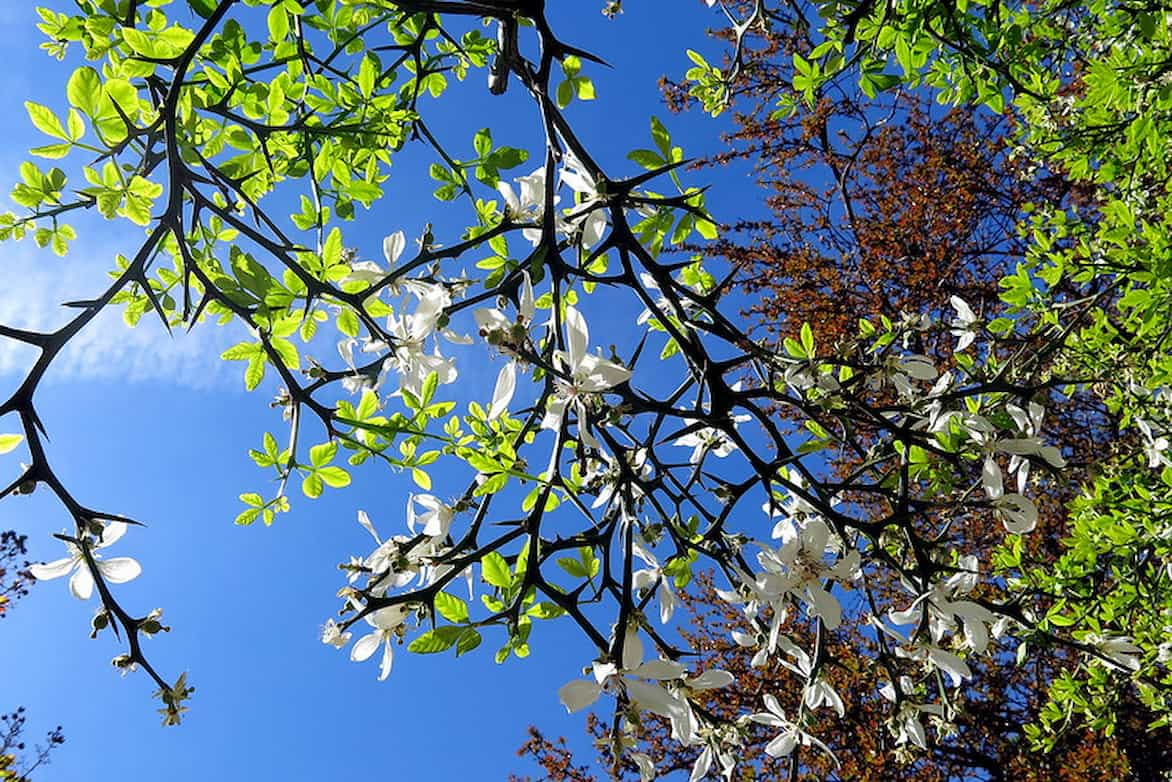 poncirus trifoliata