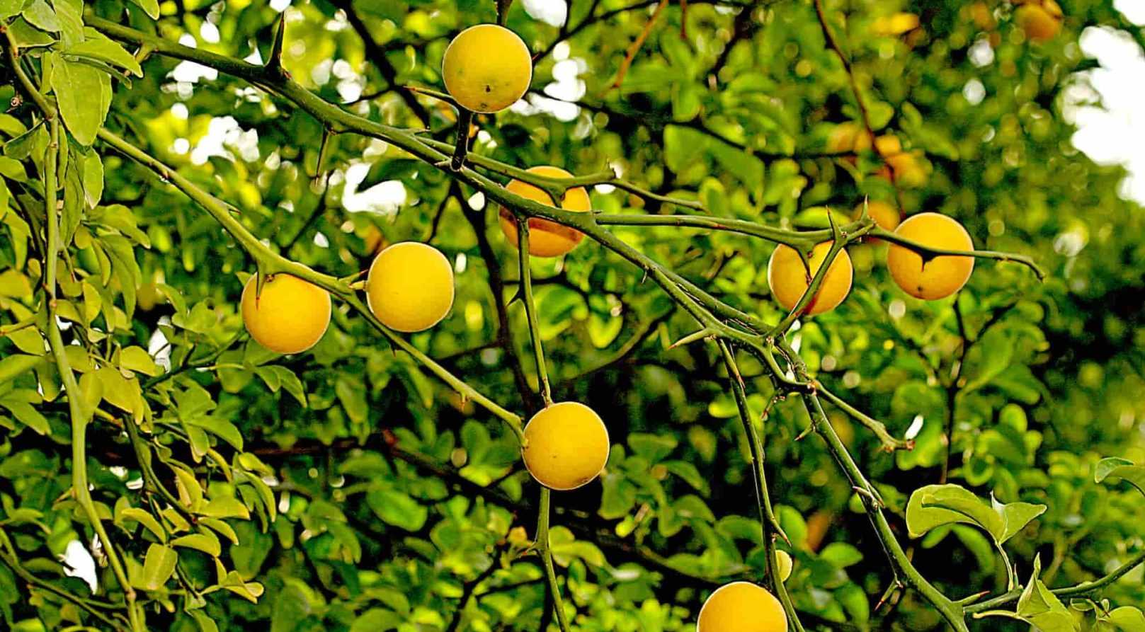 Le Poncirus : planter, entretenir et récolter les fruits