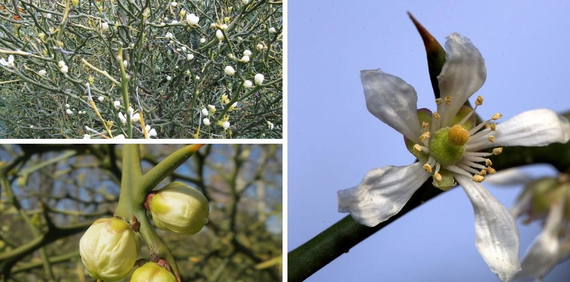 poncirus trifoliata