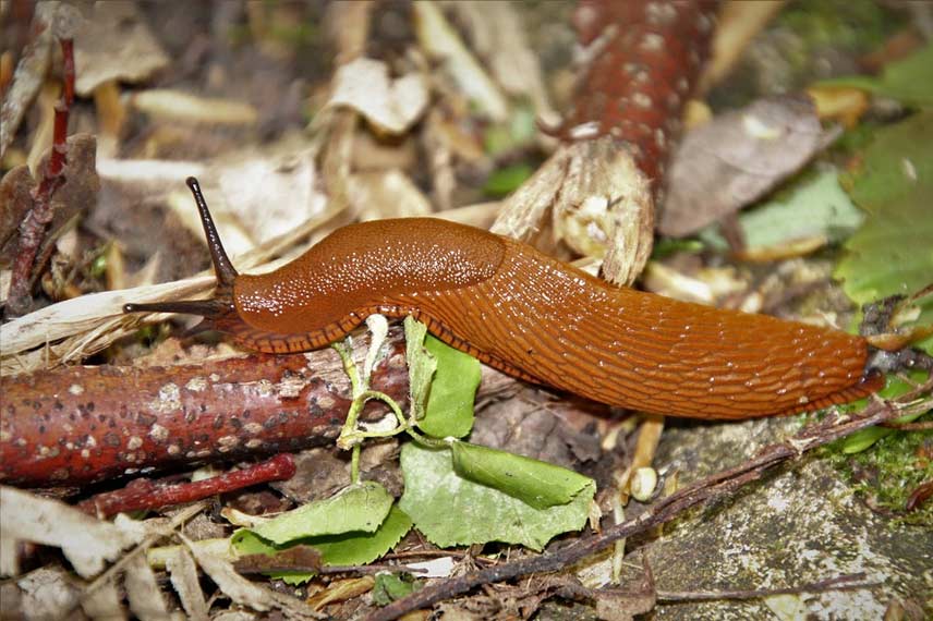 La limace, principal ravageur de la Mertensia maritima