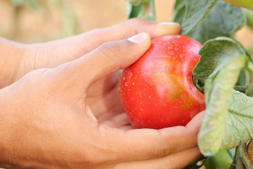 Récolte de tomates