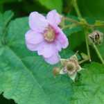Rubus ou Ronce d'ornement : choisir et entretenir