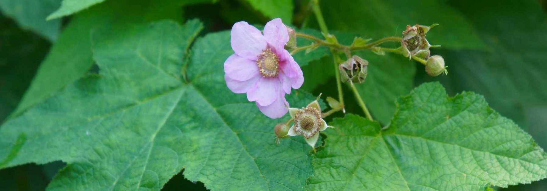 Rubus ou Ronce d'ornement : choisir et entretenir