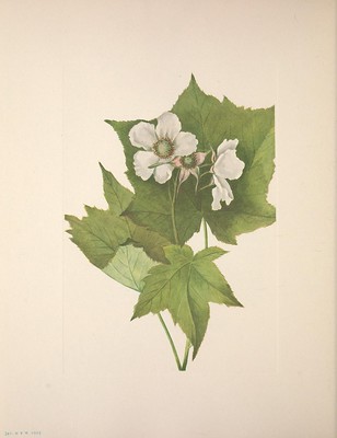 rubus, ronce ornementale, couvre-sol, plante à feuillage