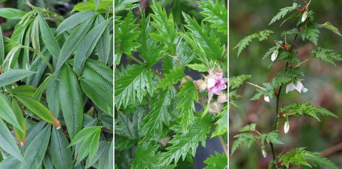 rubus, ronce ornementale, couvre-sol, plante à feuillage