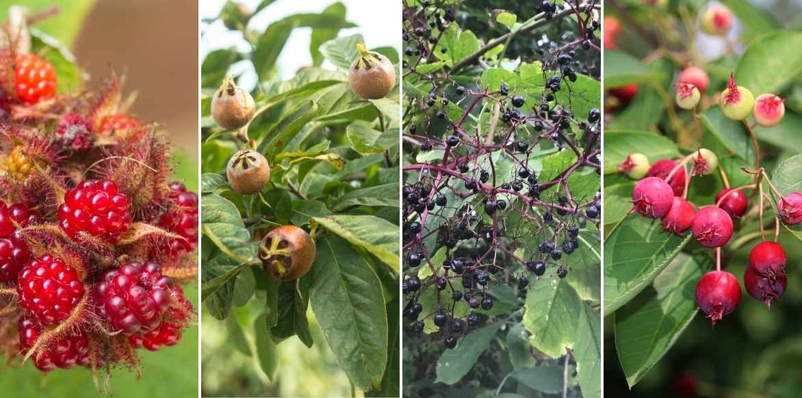 rubus, ronce ornementale