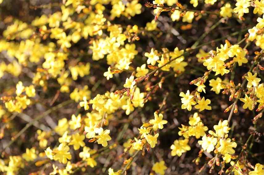 comment choisir jasmin, jasminum lequel choisir, jasmin lequel choisir, choix d'un jasmin