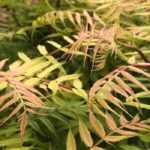 Sorbaria sorbifolia ou fausse spirée : planter, cultiver