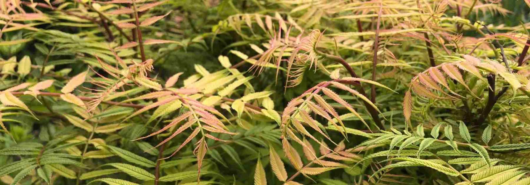 Sorbaria sorbifolia ou fausse spirée : planter, cultiver