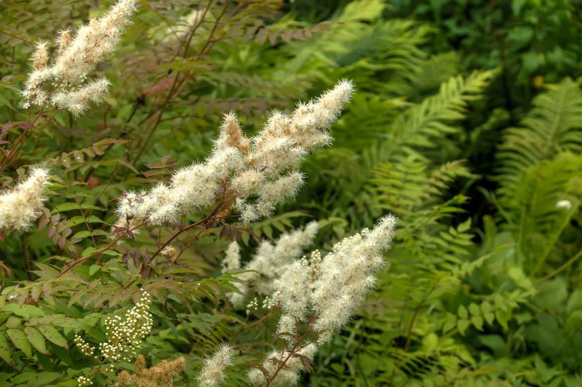 Sorbaria sorbifolia, fausse spiree