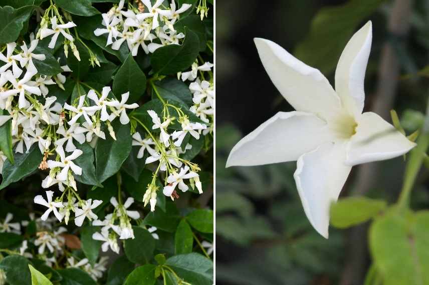 comment choisir jasmin, jasminum lequel choisir, jasmin lequel choisir, choix d'un jasmin