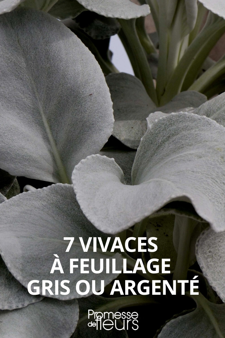 7 vivaces à feuillages gris ou argenté - Promesse de Fleurs