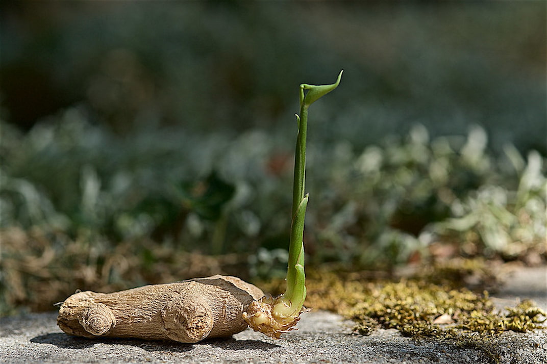 Cultiver, soigner et récolter le gingembre- Promesse de Fleurs