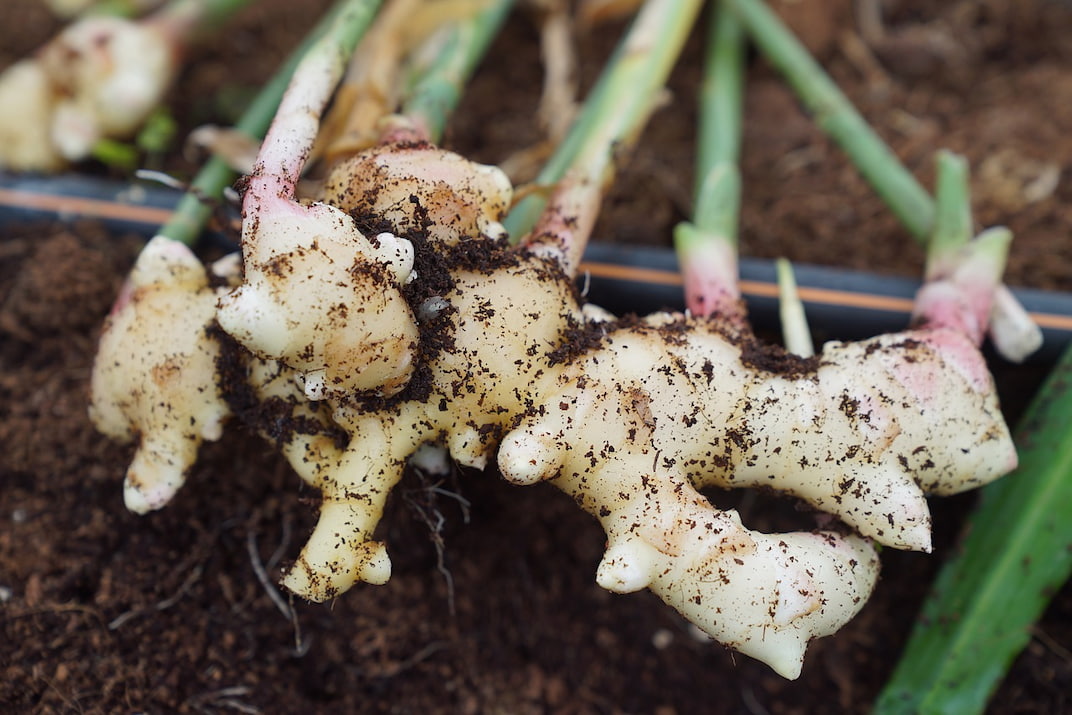 Tout savoir sur le gingembre : bienfaits et utilisations - La Fourche