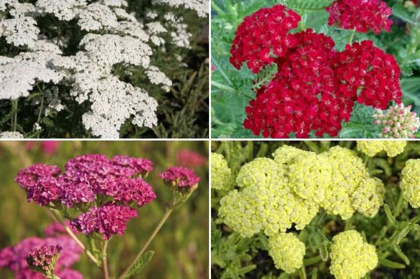 choisir achillée selon couleur des fleurs