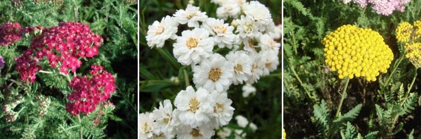 forme des fleurs d'achillée, différences fleurs d'achillée