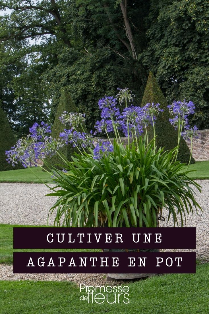 cultiver une agapanthe en pot