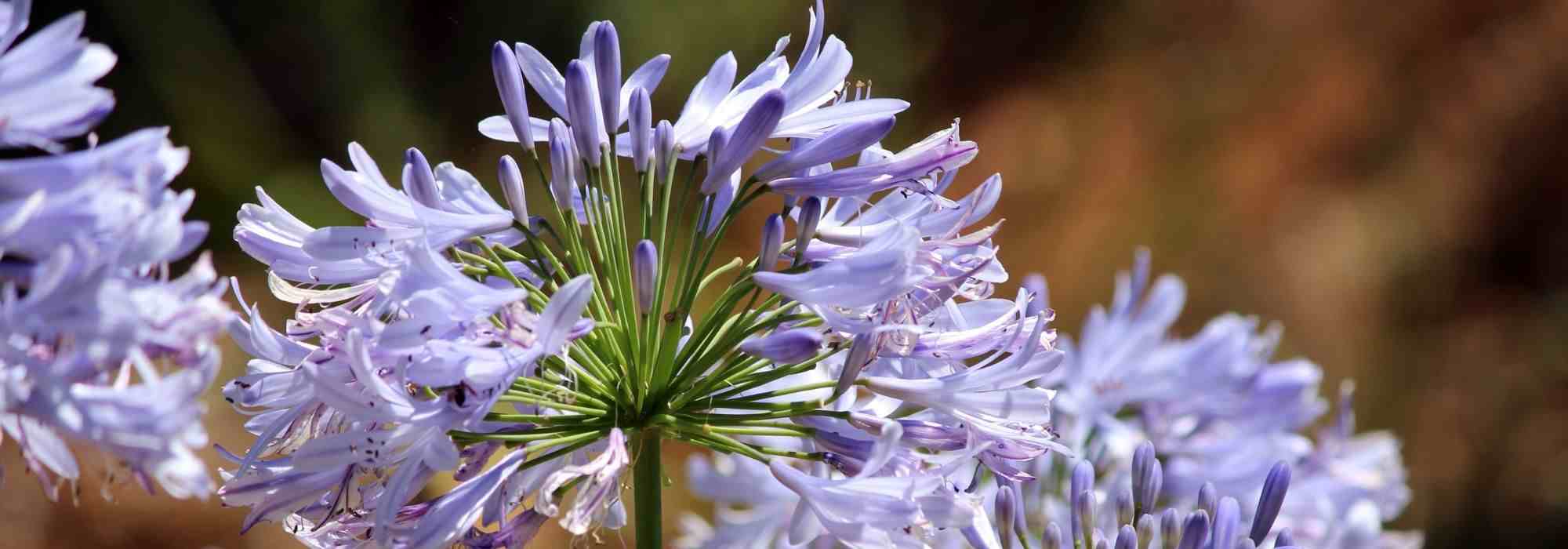 5 agapanthes à cultiver en pot