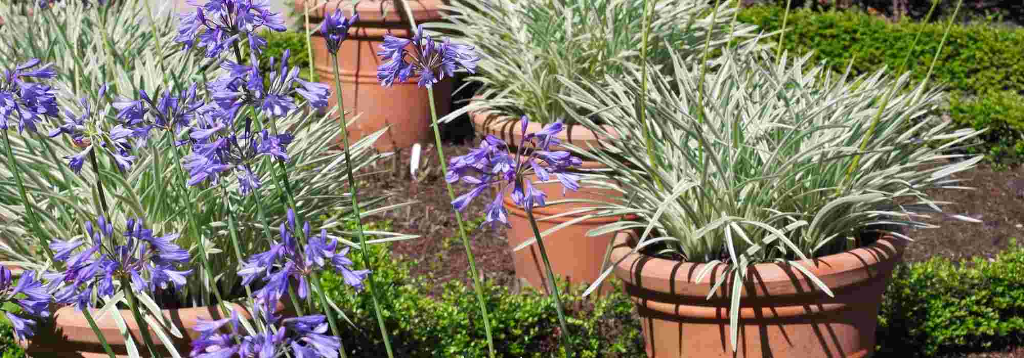 Semer la mâche, récupérer les graines, planter du safran… Dix gestes à  faire au jardin en août