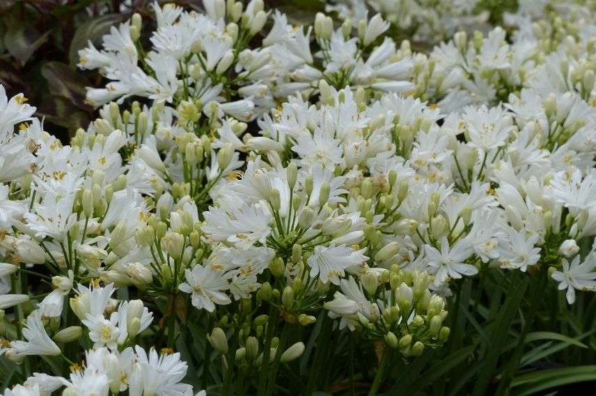 agapanthe fleurs doubles blanches pour pot