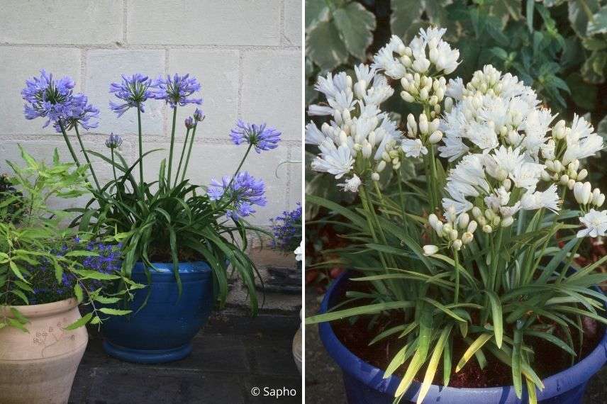 variété d'agapanthe en pot