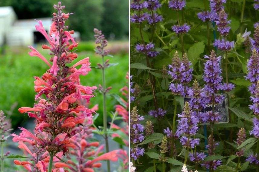 variété d'agastache pour pot