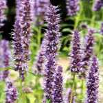 Comment cultiver l'Agastache en pot ?