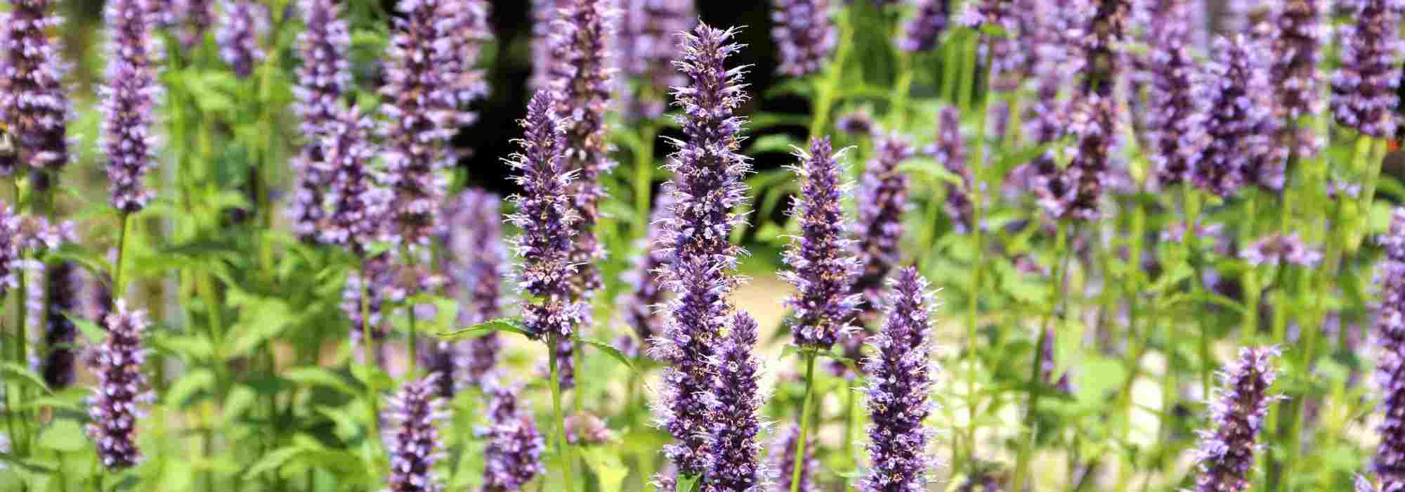 Comment cultiver l'Agastache en pot ?