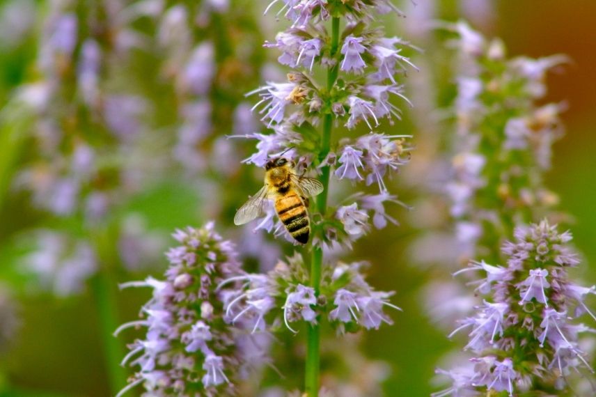 agastache en pot, mellifère, nectarifère, cultiver, planter, culture